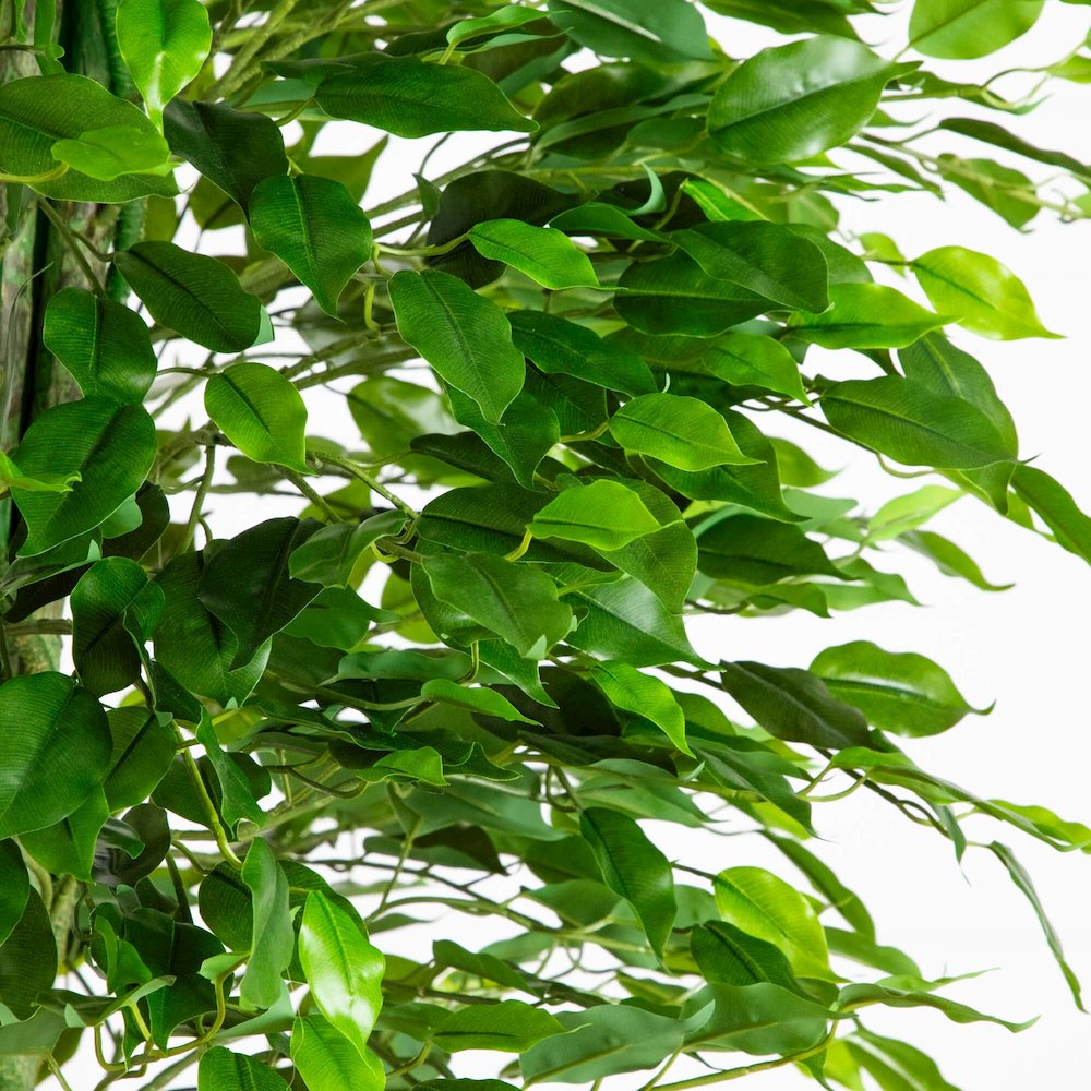 6.5ft. UV Resistant Artificial Ficus Tree (Indoor/Outdoor). Picture 3