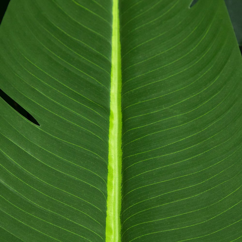 11ft. Artificial Travelers Palm Tree. Picture 10