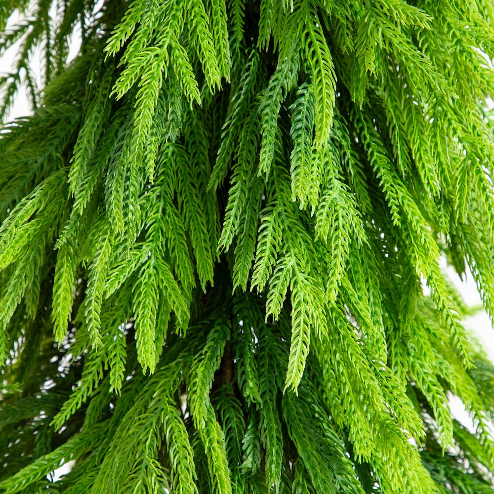 5ft. Artificial Real Touch Down Swept Norfolk Pine Tree with Natural Look. Picture 4
