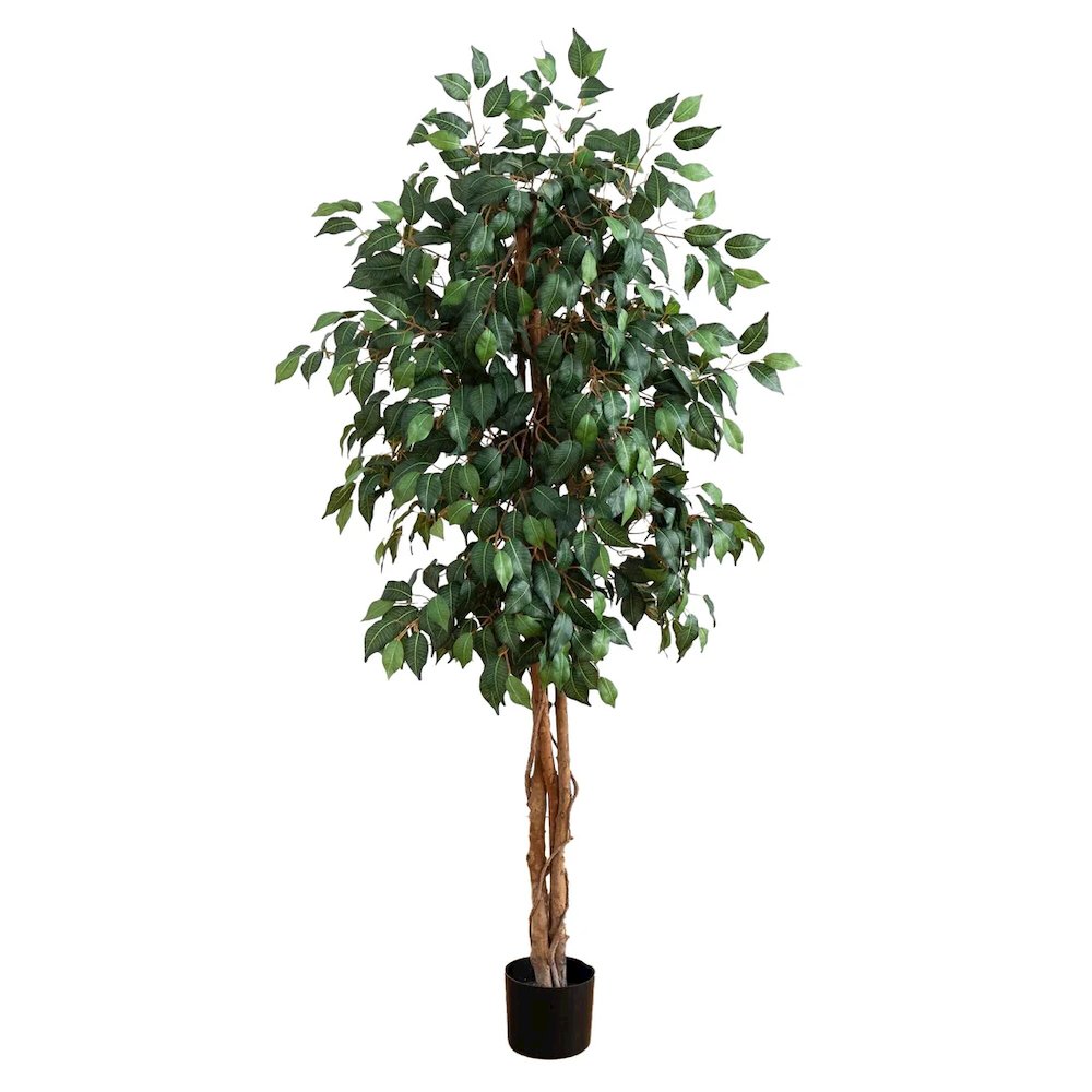5' Ficus Silk Tree. Picture 1