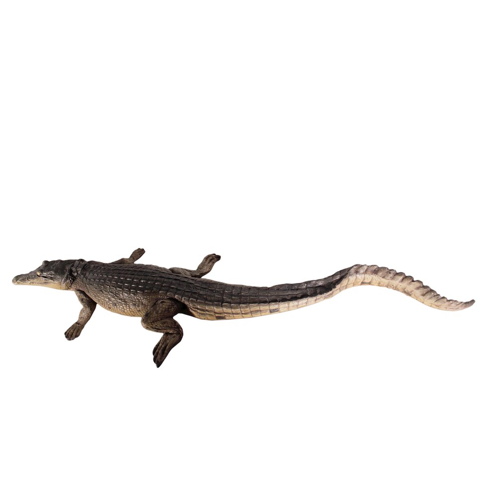 Crocodile Walking 4Ft. Picture 3