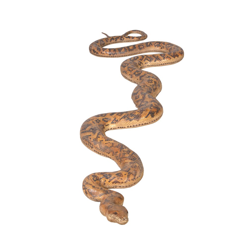 Python Snake 99.5" Long. Picture 7