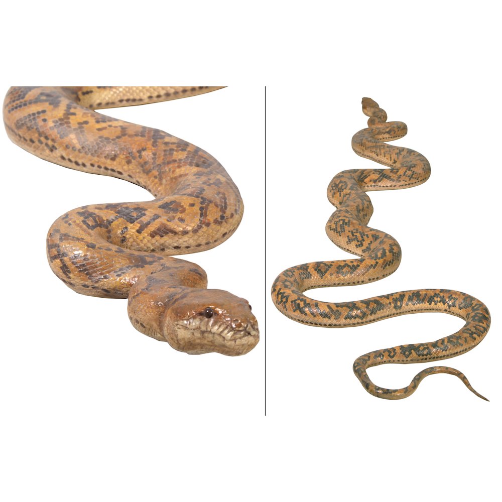 Python Snake 99.5" Long. Picture 9