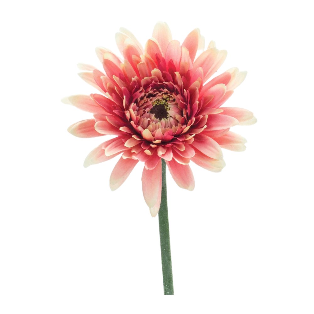 Gerbera Daisy Stem (Set of 6) 22"H Polyester. Picture 2
