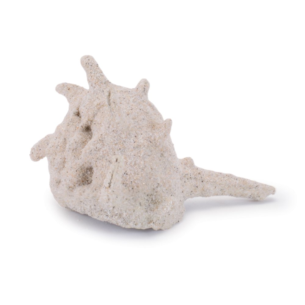 Sea Shell Filler Decor (Set of 12). Picture 3