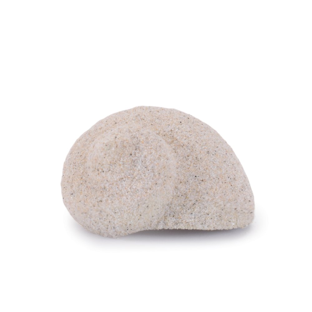 Sea Shell Filler Decor (Set of 12). Picture 4