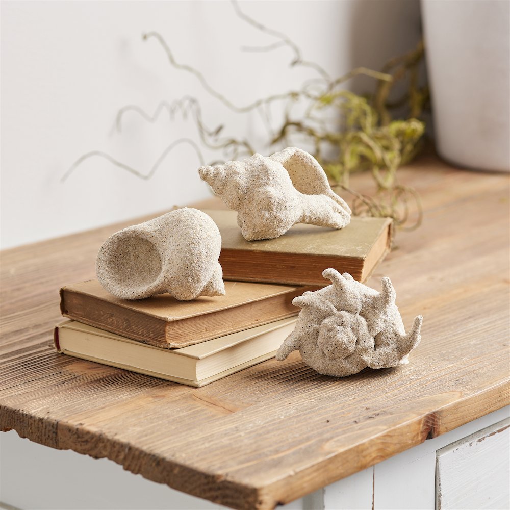 Sea Shell Filler Decor (Set of 12). Picture 2