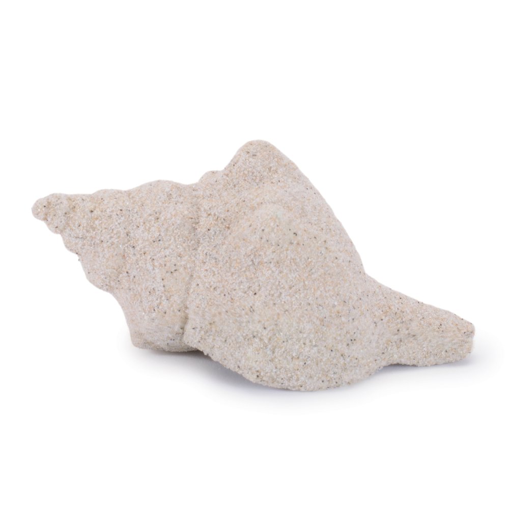 Sea Shell Filler Decor (Set of 12). Picture 5
