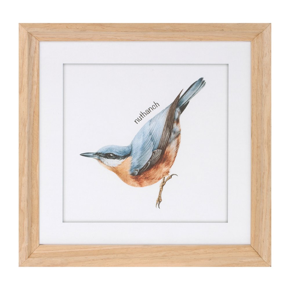 Framed Bird Print Under Glass (Set of 8). Picture 5