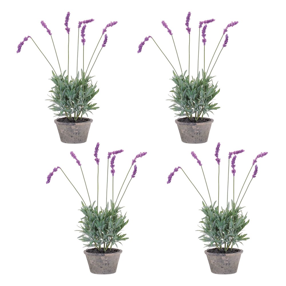 Potted Lavender Plant (Set of 4). Picture 2