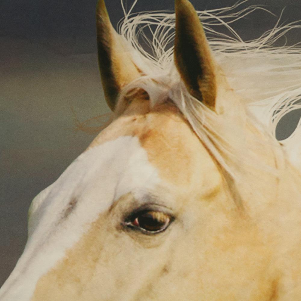 Photo Real Horses Light Filtering Pole Top Curtain Panel Pair each 37 x 84. Picture 3