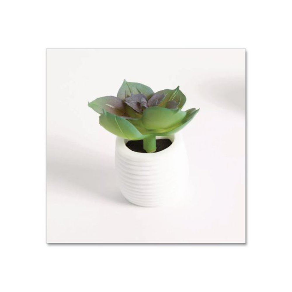 Mini Succulent Fashion Magnet Set, Assorted Colors/3 Designs, 12/Pack. Picture 4