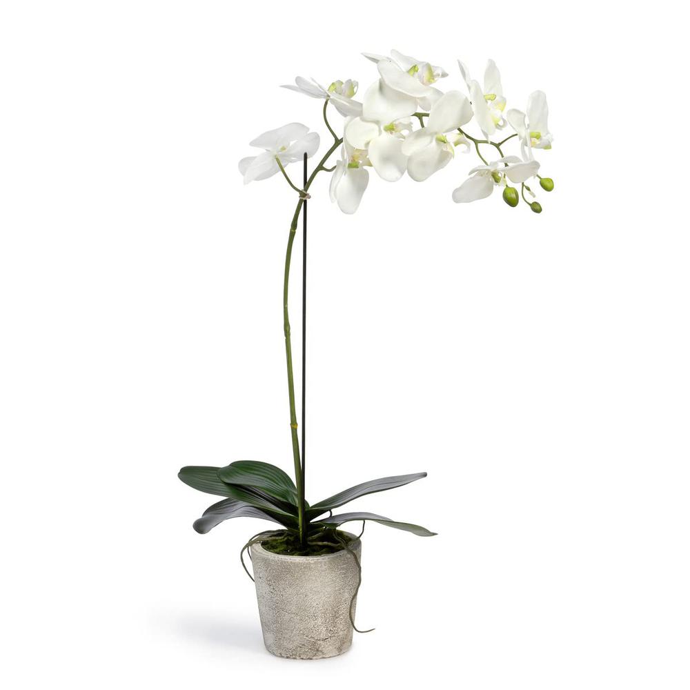 Phalaenopsis Orchid Plant in Concrete Pot Large. Picture 1