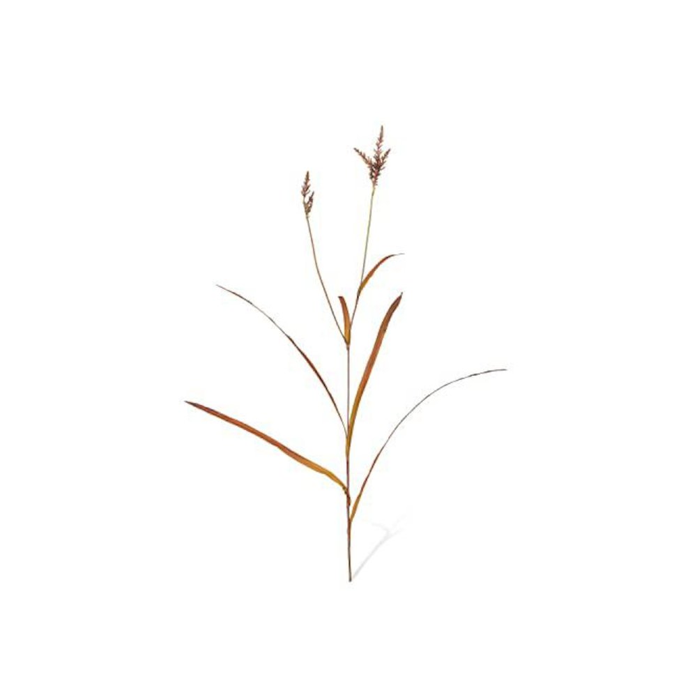 Pasture Grass Assortment of 12. Picture 1