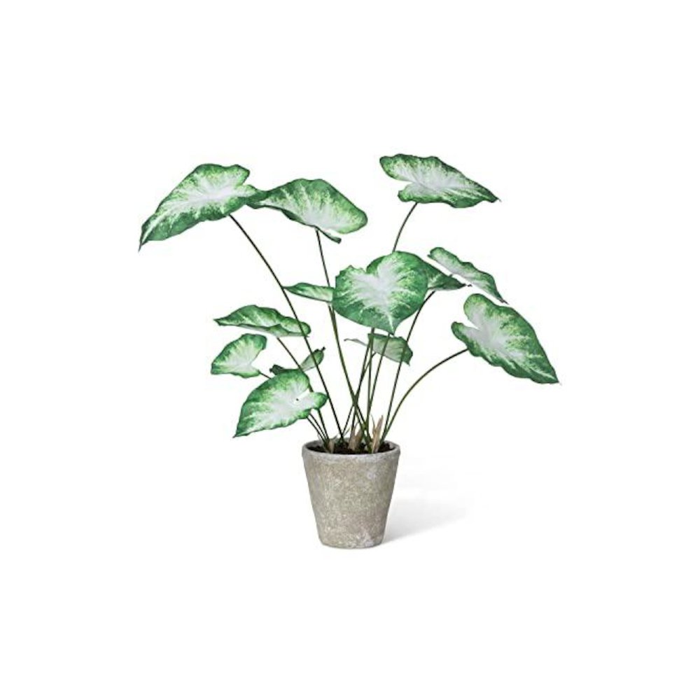 Caladium, Potted, Green White. Picture 1