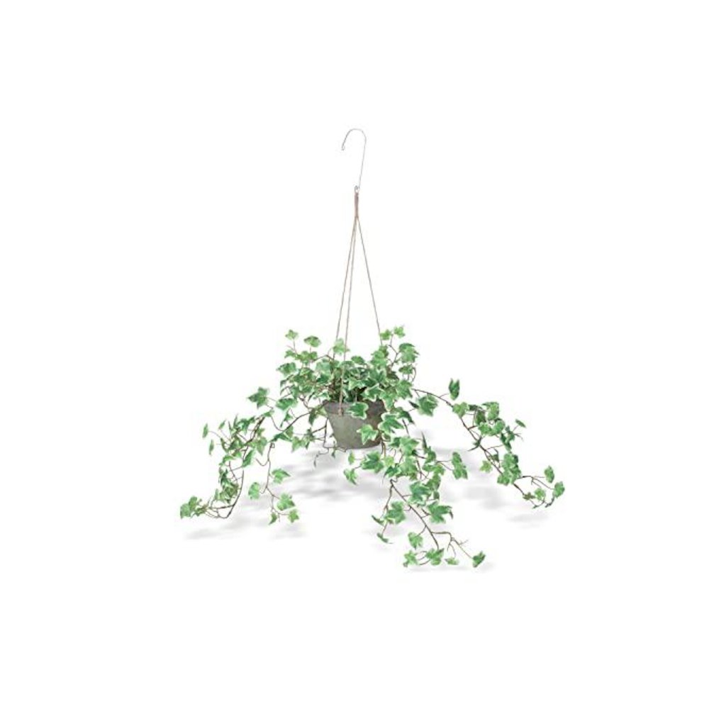 Variegated Ivy Plant, Hanging. Picture 1