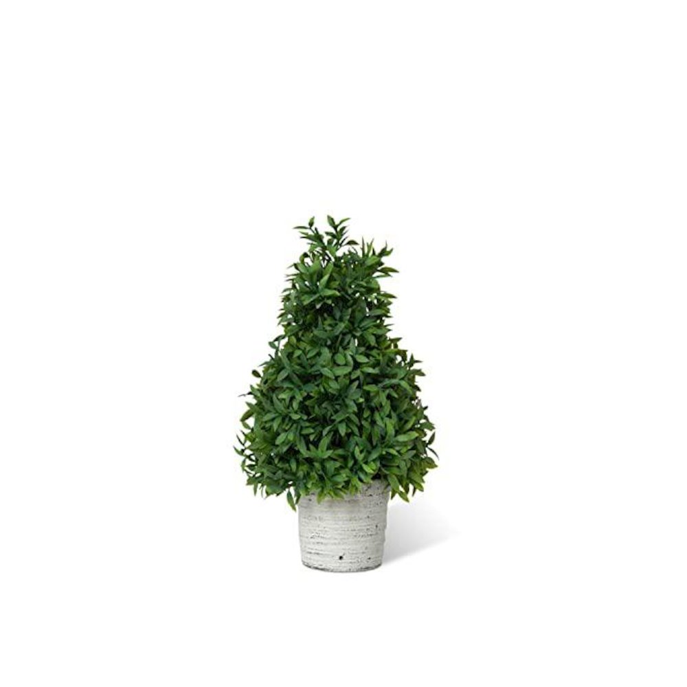 Mountain Savory Cone Topiary Small. Picture 1