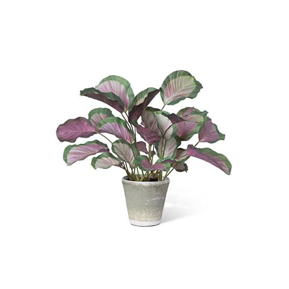 Calathea Plant, Potted, Pink Green. Picture 1