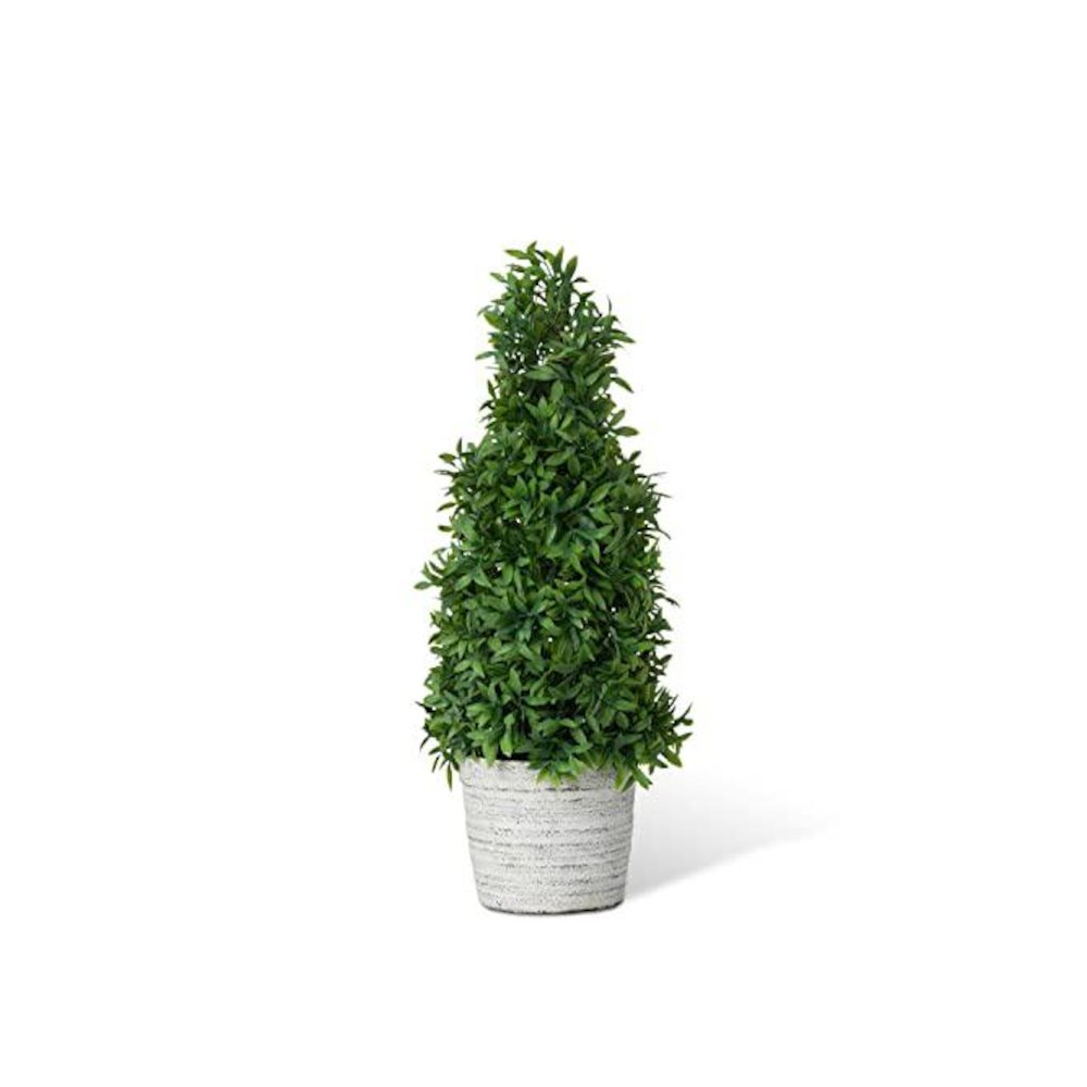 Mountain Savory Cone Topiary Medium. Picture 1