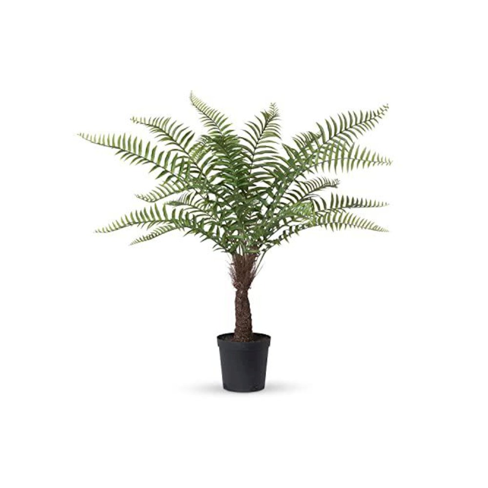 Giant Tree Fern in Growers Pot, 44 in.. Picture 1