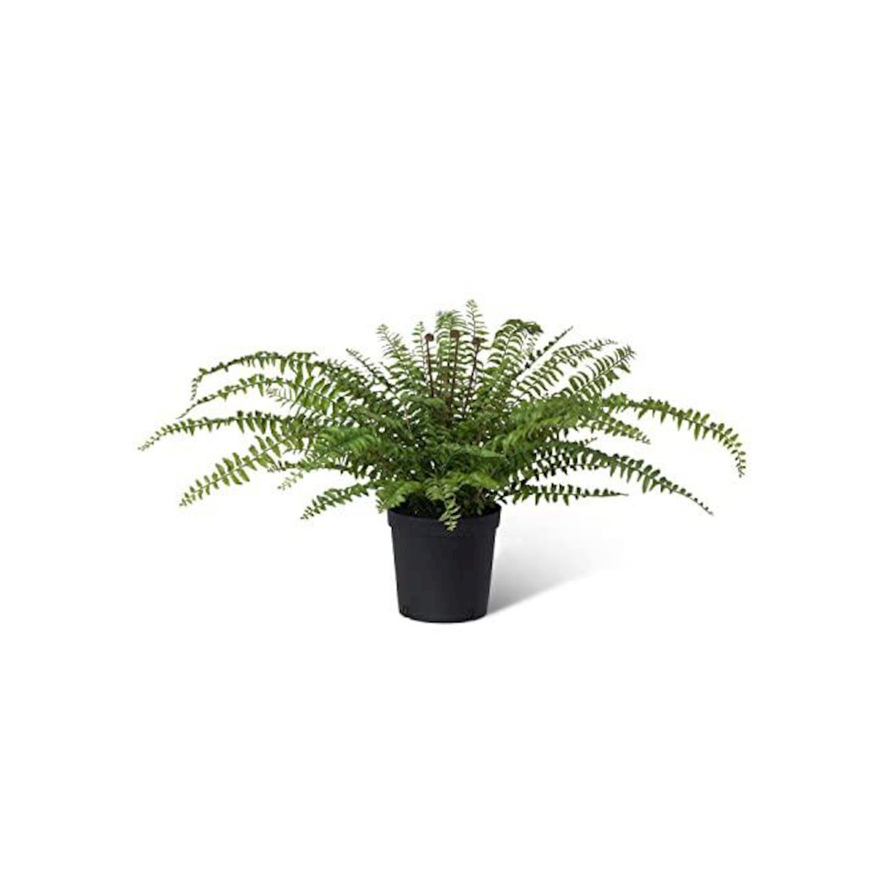 Fern In Growers Pot. Picture 1