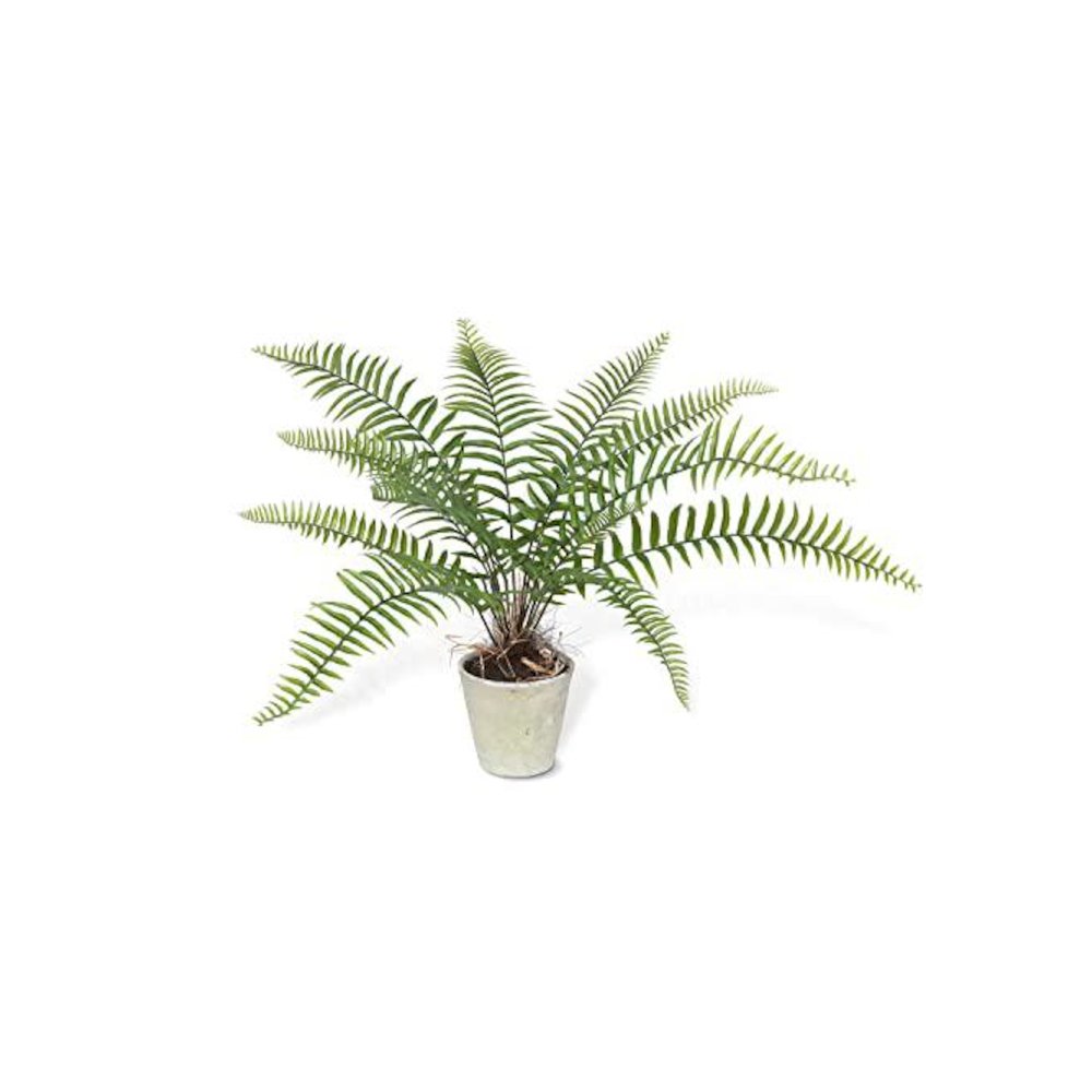 Large Flat Fern, Potted. Picture 1