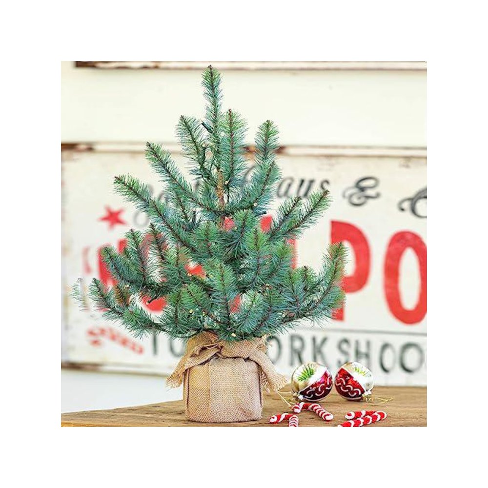 Burlap Wrapped Blue Spruce Seedling with LED Batt. Lights Small. Picture 1