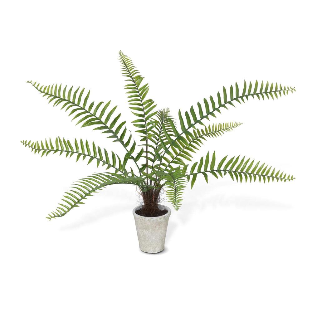 Flat Fern, Potted. Picture 1