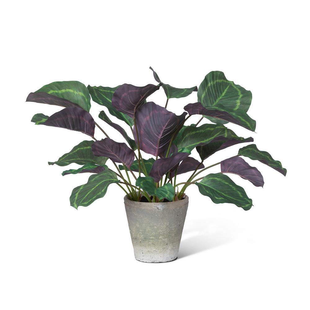 Calathea Plant, Potted, Green. Picture 1