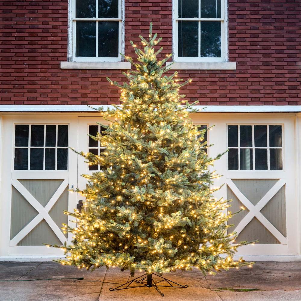 Blue Spruce Christmas Tree, 12'. Picture 4
