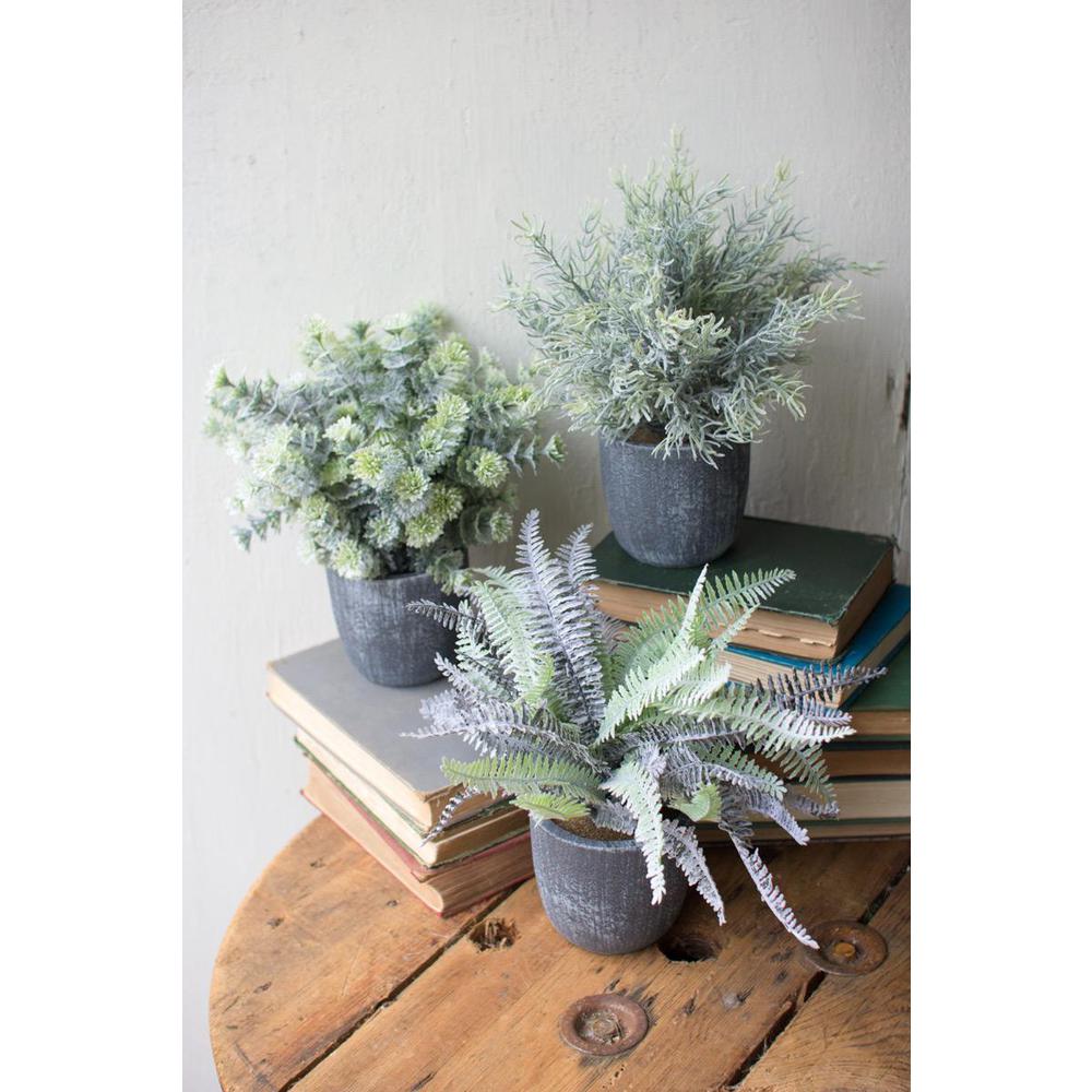 Set Of Three Ferns With Round Grey Pots. Picture 2