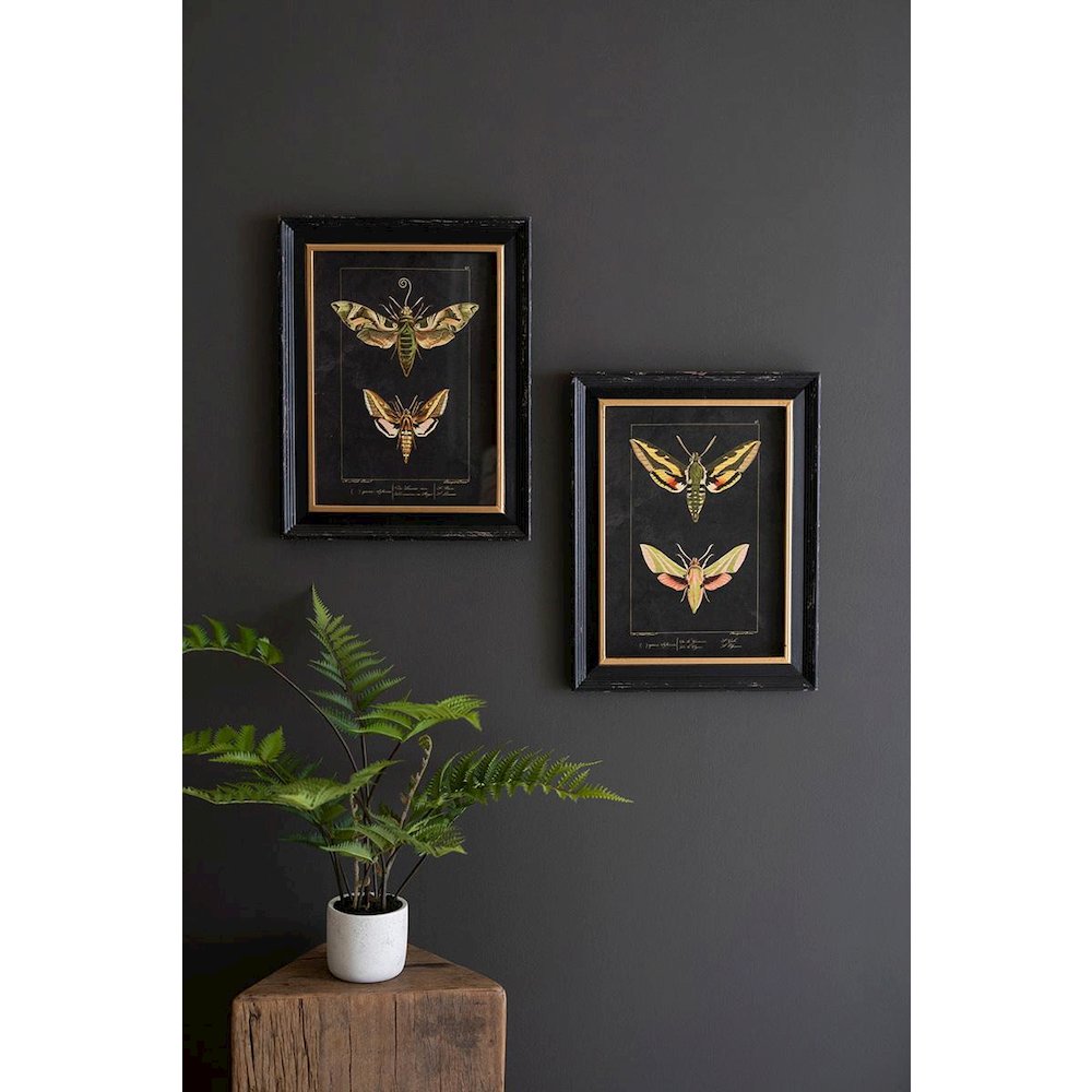 Set Of Two Framed Moth Prints Under Glass. Picture 1