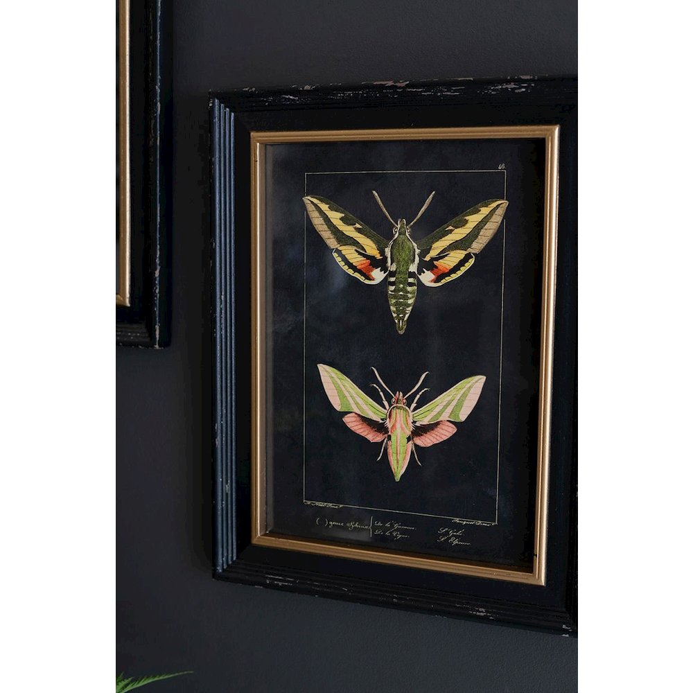 Set Of Two Framed Moth Prints Under Glass. Picture 2
