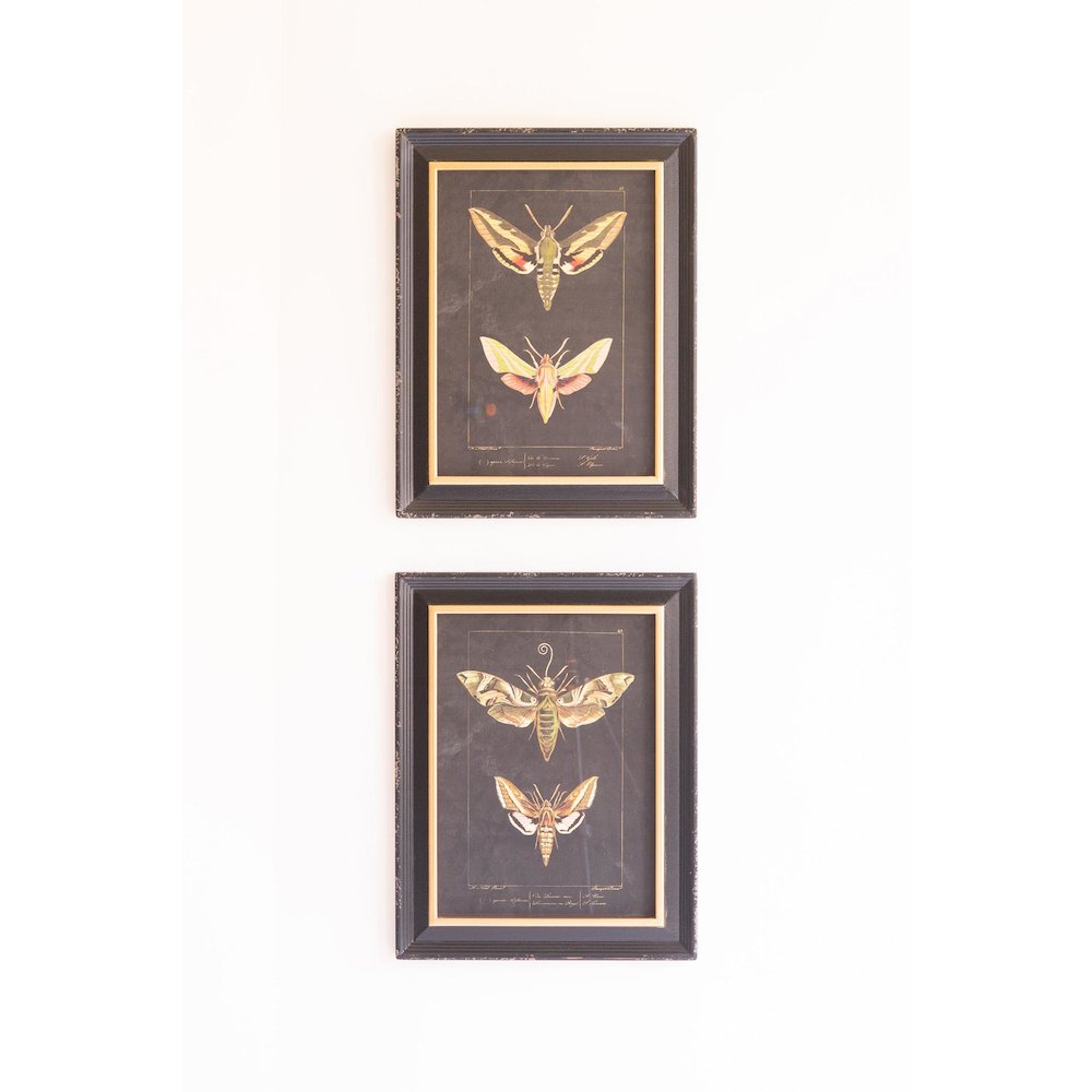 Set Of Two Framed Moth Prints Under Glass. Picture 3