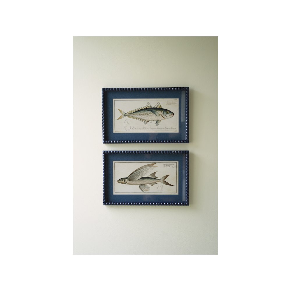Set Of Two Navy Framed Fish Prints Under Glass. Picture 1