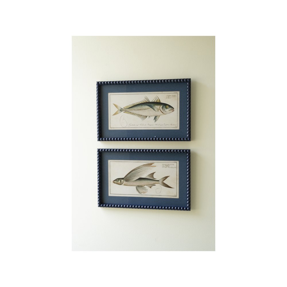 Set Of Two Navy Framed Fish Prints Under Glass. Picture 3