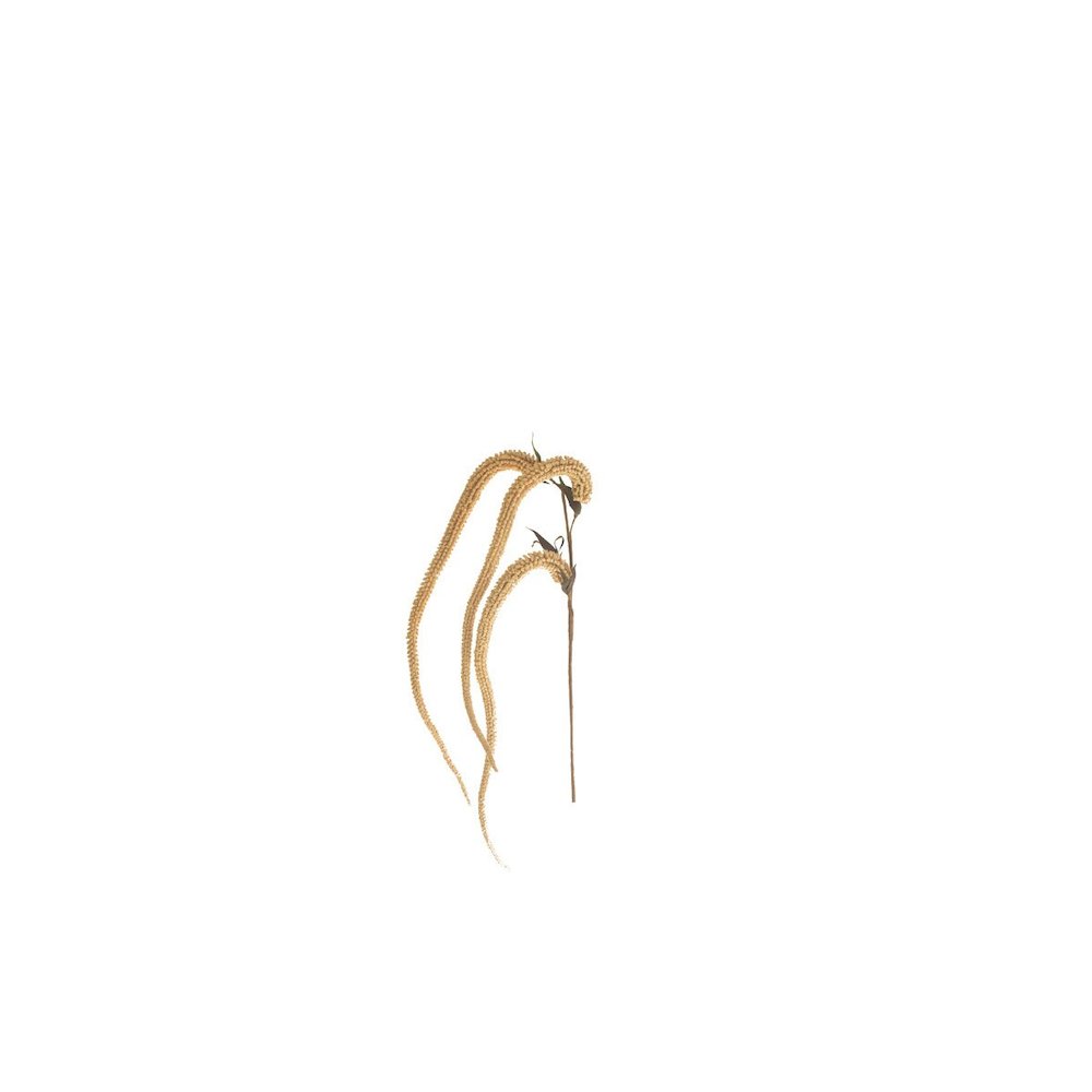 Botanica #9031. Picture 2