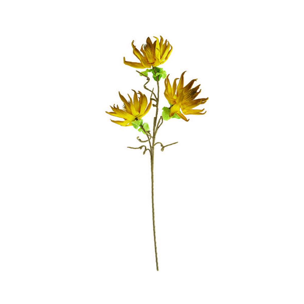 Botanica #3251. Picture 1