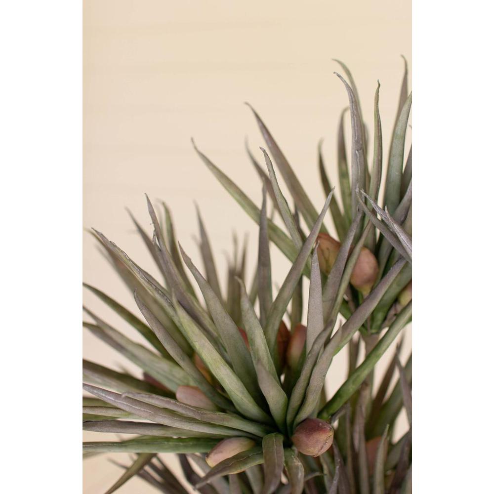 Botanica #3365. Picture 3