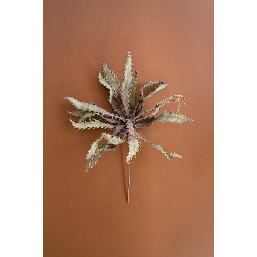Botanica #3658. Picture 1