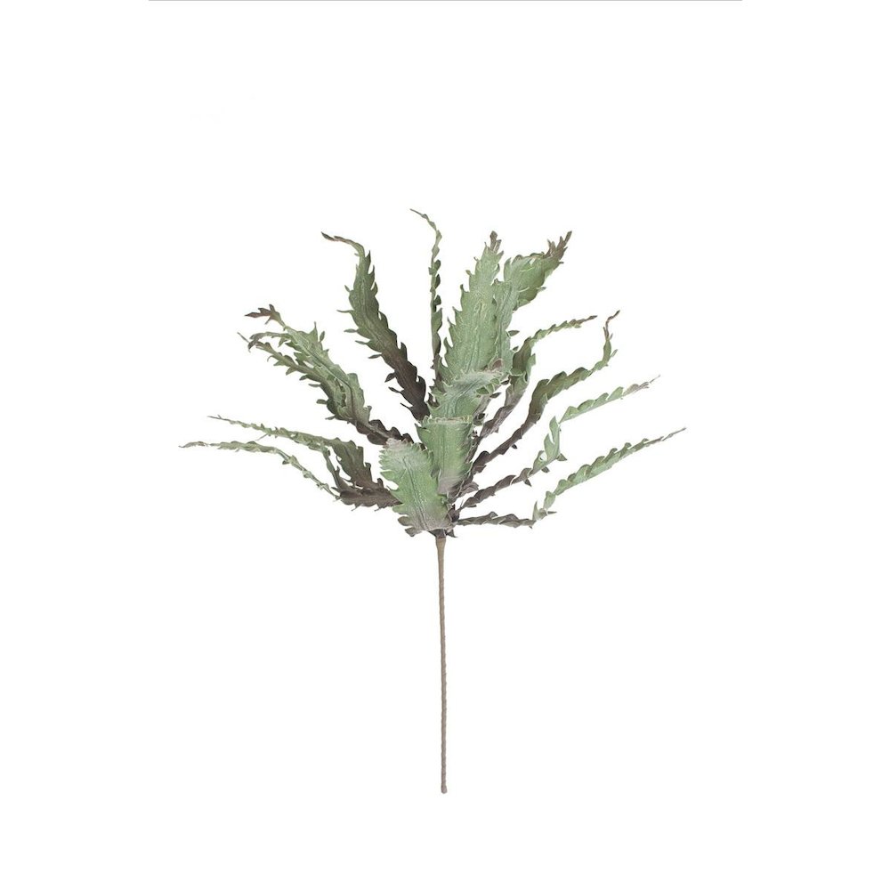 Botanica #3658. Picture 4