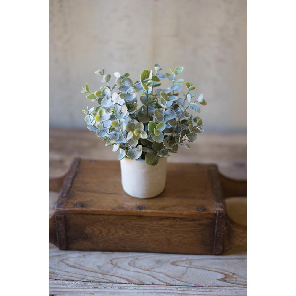 Boxwood Sage Plant In Concrete Pot. Picture 2