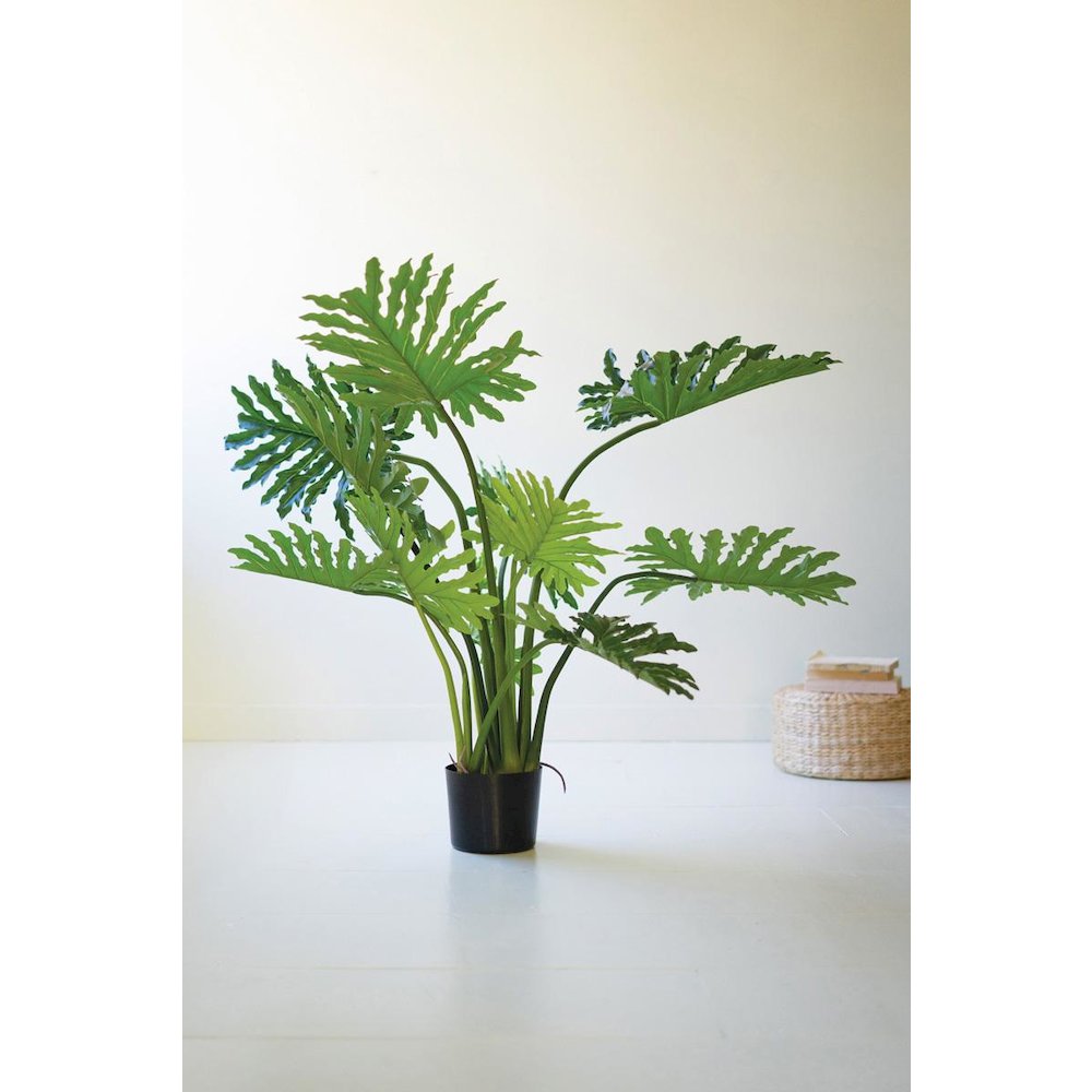 Botanica Split Leaf Philodendron In A Black Plastic Pot. Picture 1