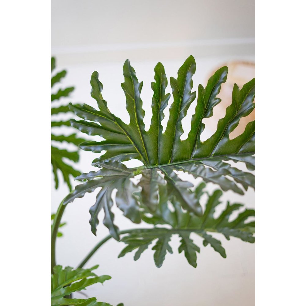 Botanica Split Leaf Philodendron In A Black Plastic Pot. Picture 2