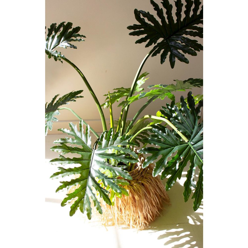 Botanica Split Leaf Philodendron In A Black Plastic Pot. Picture 3