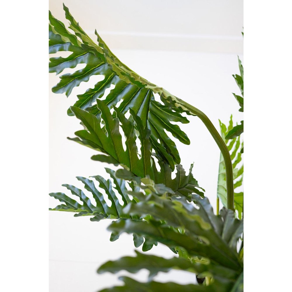 Botanica Split Leaf Philodendron In A Black Plastic Pot. Picture 4