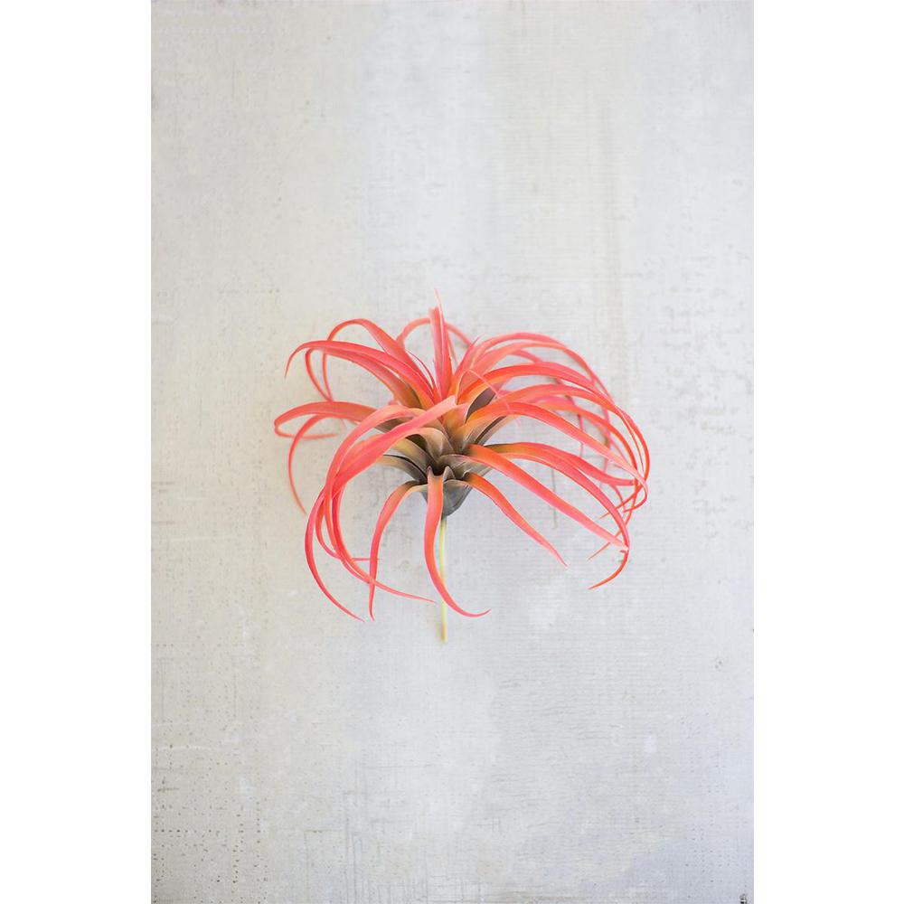 Flocking Red Air Plant. Picture 1
