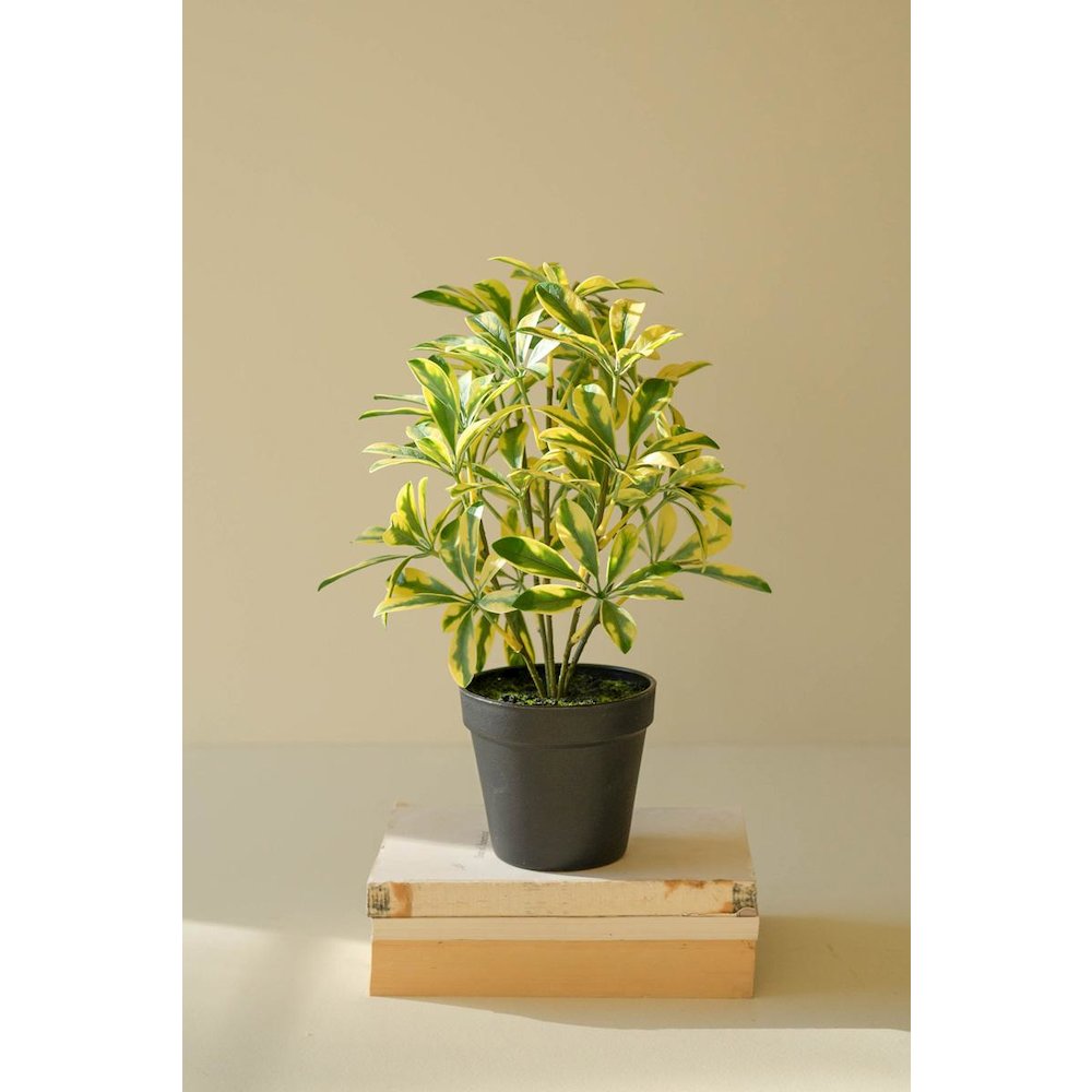 Artificial Schefflera In Black Plastic Pot - 15". Picture 1