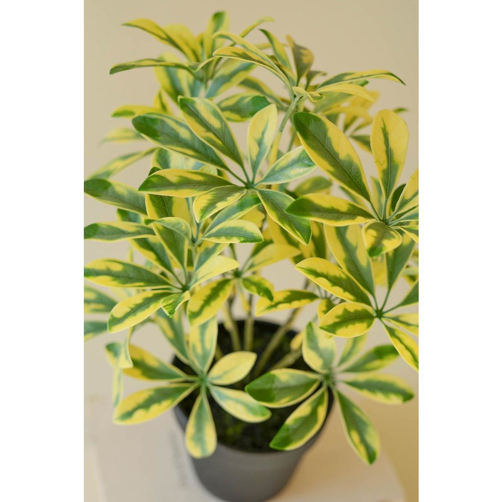 Artificial Schefflera In Black Plastic Pot - 15". Picture 2
