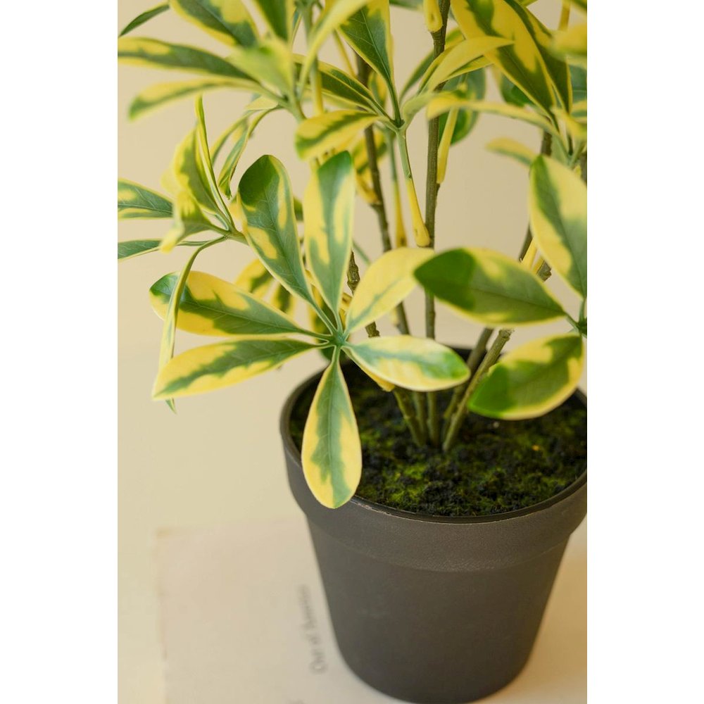 Artificial Schefflera In Black Plastic Pot - 15". Picture 3